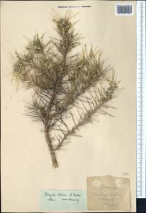 Astragalus bobrovii (Nevski) B. Fedtsch., Middle Asia, Pamir & Pamiro-Alai (M2)