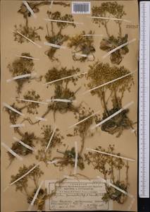 Rosularia radicosa (Boiss. & Hohen.) Eggli, Middle Asia, Western Tian Shan & Karatau (M3) (Kazakhstan)