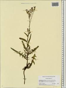 Lactuca tatarica (L.) C. A. Mey., Eastern Europe, Central region (E4) (Russia)