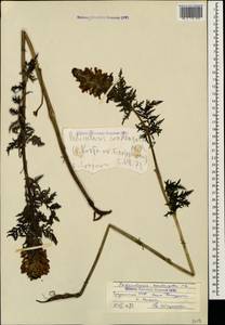 Pedicularis condensata M. Bieb., Caucasus, Georgia (K4) (Georgia)