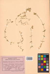 Cerastium beeringianum Cham. & Schltdl., Siberia, Russian Far East (S6) (Russia)