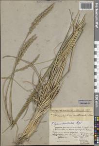 Leymus multicaulis (Kar. & Kir.) Tzvelev, Middle Asia, Caspian Ustyurt & Northern Aralia (M8) (Kazakhstan)