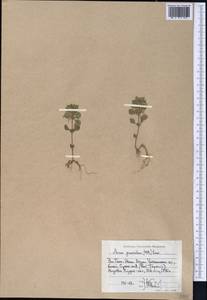 Clinopodium graveolens subsp. rotundifolium (Pers.) Govaerts, Middle Asia, Western Tian Shan & Karatau (M3) (Uzbekistan)