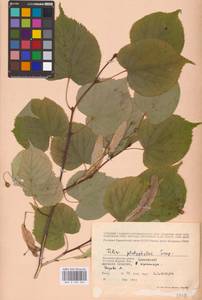 Tilia platyphyllos Scop., Eastern Europe, Western region (E3) (Russia)