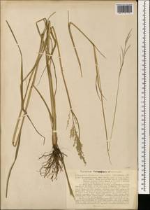 Eriochloa procera (Retz.) C.E.Hubb., South Asia, South Asia (Asia outside ex-Soviet states and Mongolia) (ASIA) (Philippines)