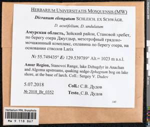 Dicranum elongatum Schleich. ex Schwägr., Bryophytes, Bryophytes - Russian Far East (excl. Chukotka & Kamchatka) (B20) (Russia)