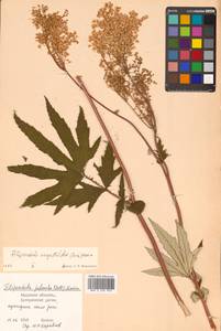 Filipendula angustiloba (Turcz. ex Fisch. & C. A. Mey.) Maxim., Siberia, Russian Far East (S6) (Russia)