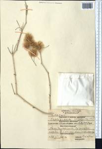 Calligonum setosum (Litv.) Litv., Middle Asia, Karakum (M6) (Turkmenistan)