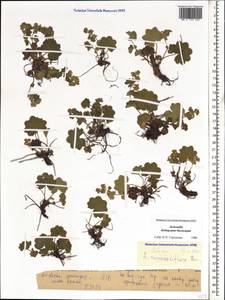 Alchemilla minusculiflora Buser, Caucasus, Stavropol Krai, Karachay-Cherkessia & Kabardino-Balkaria (K1b) (Russia)