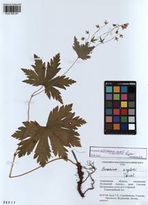 KUZ 000 295, Geranium albiflorum Ledeb., Siberia, Altai & Sayany Mountains (S2) (Russia)