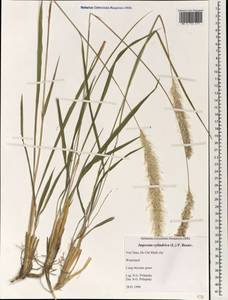 Imperata cylindrica (L.) Raeusch., South Asia, South Asia (Asia outside ex-Soviet states and Mongolia) (ASIA) (Vietnam)