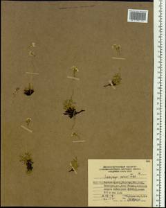 Micranthes merkii subsp. merkii, Siberia, Chukotka & Kamchatka (S7) (Russia)