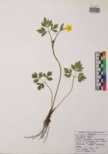 Ranunculus repens L., Eastern Europe, Central region (E4) (Russia)