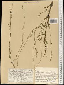 Polygonum argyrocoleum Steud. ex Kunze, Mongolia (MONG) (Mongolia)