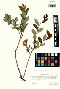 Salix myrtilloides L., Siberia, Baikal & Transbaikal region (S4) (Russia)