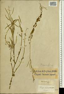 Erucastrum strigosum (Thunb.) O.E. Schulz, Africa (AFR) (South Africa)