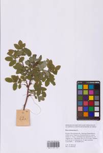 Rosa majalis Herrm., Eastern Europe, Moscow region (E4a) (Russia)