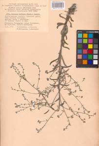 Lappula barbata (M. Bieb.) Gürke, Eastern Europe, Lower Volga region (E9) (Russia)