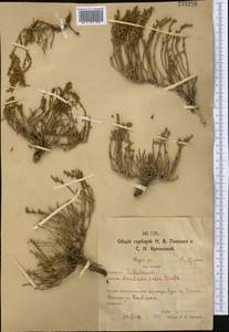 Anabasis salsa (C. A. Mey.) Benth. ex Volkens, Middle Asia, Northern & Central Kazakhstan (M10) (Kazakhstan)
