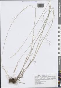 Poa nemoralis L., Siberia, Russian Far East (S6) (Russia)