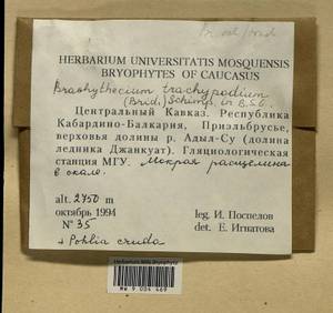 Brachytheciastrum trachypodium (Brid.) Ignatov & Huttunen, Bryophytes, Bryophytes - North Caucasus & Ciscaucasia (B12) (Russia)