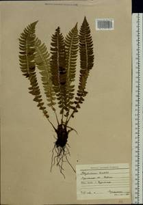 Polystichum lonchitis (L.) Roth, Eastern Europe, Northern region (E1) (Russia)