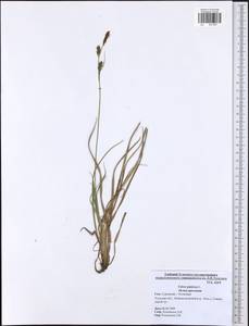 Carex panicea L., Eastern Europe, Central region (E4) (Russia)