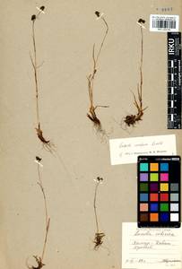 Luzula confusa Lindeb., Siberia, Baikal & Transbaikal region (S4) (Russia)