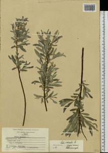 Salix viminalis L., Eastern Europe, Central region (E4) (Russia)