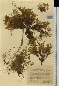 Cherleria arctica (Steven ex Ser.) A. J. Moore & Dillenb., Siberia, Russian Far East (S6) (Russia)