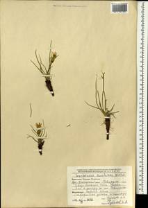 Takhtajaniantha austriaca (Willd.) Zaika, Sukhor. & N. Kilian, Mongolia (MONG) (Mongolia)