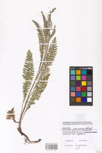 Achillea pannonica Scheele, Eastern Europe, Moscow region (E4a) (Russia)