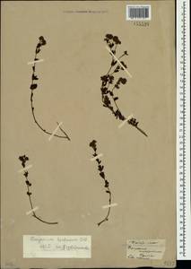 Dorycnium pentaphyllum subsp. herbaceum (Vill.)Rouy, Crimea (KRYM) (Russia)