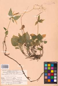 Valeriana tripteris L., Eastern Europe, West Ukrainian region (E13) (Ukraine)