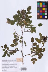 Rosa subcanina (Christ) Dalla Torre & Sarnth., Eastern Europe, Moscow region (E4a) (Russia)