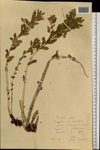 Rhodiola rosea L., Siberia, Altai & Sayany Mountains (S2) (Russia)