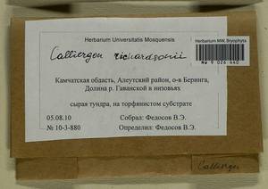 Calliergon richardsonii (Mitt.) Kindb. ex G. Roth, Bryophytes, Bryophytes - Chukotka & Kamchatka (B21) (Russia)