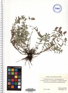 Thymus pannonicus All., Eastern Europe, Eastern region (E10) (Russia)