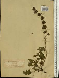 Salvia verticillata L., Eastern Europe, South Ukrainian region (E12) (Ukraine)