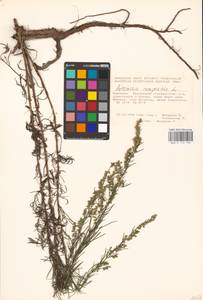 Artemisia campestris L., Eastern Europe, Eastern region (E10) (Russia)