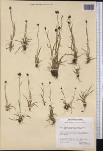 Luzula multiflora subsp. frigida (Buch.) V.I. Krecz., America (AMER) (Greenland)