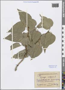 Syringa vulgaris L., Eastern Europe, Lower Volga region (E9) (Russia)