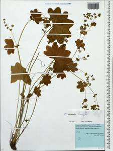 Alchemilla hians Juz., Eastern Europe, Eastern region (E10) (Russia)