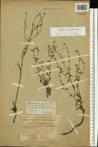 Lappula barbata (M. Bieb.) Gürke, Eastern Europe, Lower Volga region (E9) (Russia)