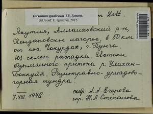 Dicranum spadiceum J.E. Zetterst., Bryophytes, Bryophytes - Yakutia (B19) (Russia)