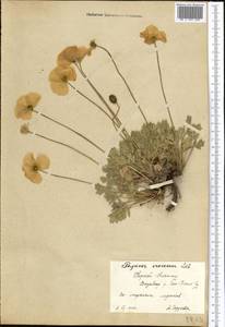 Papaver croceum Ledeb., Middle Asia, Northern & Central Tian Shan (M4) (Kyrgyzstan)