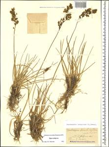 Deschampsia cespitosa (L.) P.Beauv., Caucasus, Stavropol Krai, Karachay-Cherkessia & Kabardino-Balkaria (K1b) (Russia)