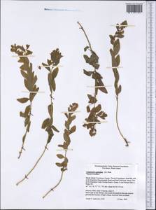 Comandra umbellata, America (AMER) (United States)