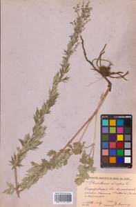 Thalictrum simplex L., Eastern Europe, Lower Volga region (E9) (Russia)