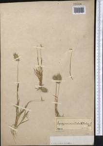 Eremopyrum orientale (L.) Jaub. & Spach, Middle Asia, Karakum (M6) (Turkmenistan)